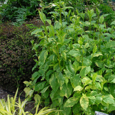 Солидаго (золотарник) извилистостебельный "Variegata"