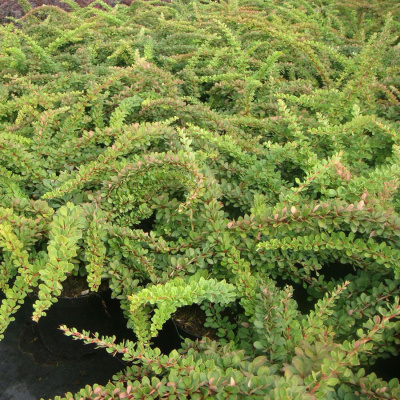Барбарис тунберга "Green Carpet"