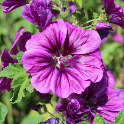 Мальва розовая "Chaters Double Purple"