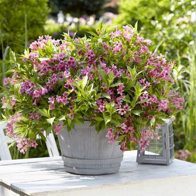 Вейгела "Picobella Rosa"