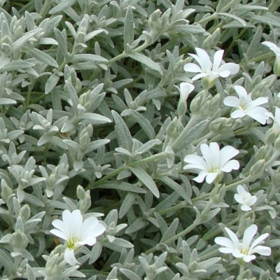 Ясколка войлочная "Silver White"