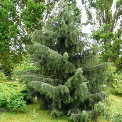 Ель бревера