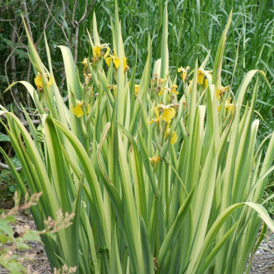 Ирис болотный "Variegata"