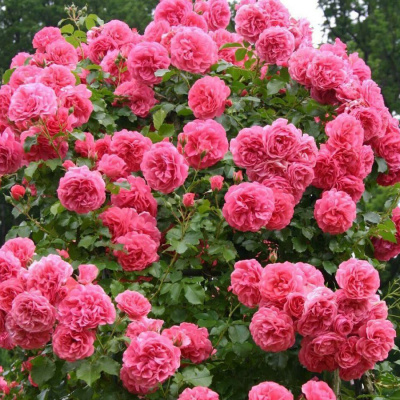 Роза "Rosarium Uetersen"