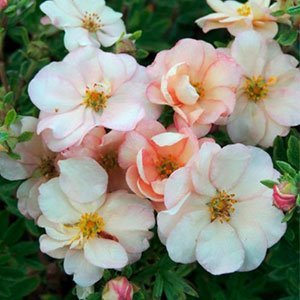 Лапчатка кустарниковая "Double Punch Pastel"