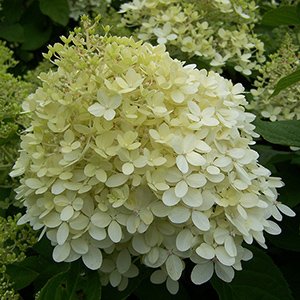 Гортензия метельчатая "Little Lime"