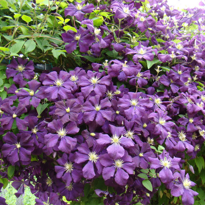 Клематис "Etoile Violette"