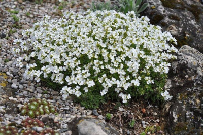 Арабис кавказский "Aubris White"