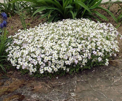 Арабис кавказский "Aubris White"
